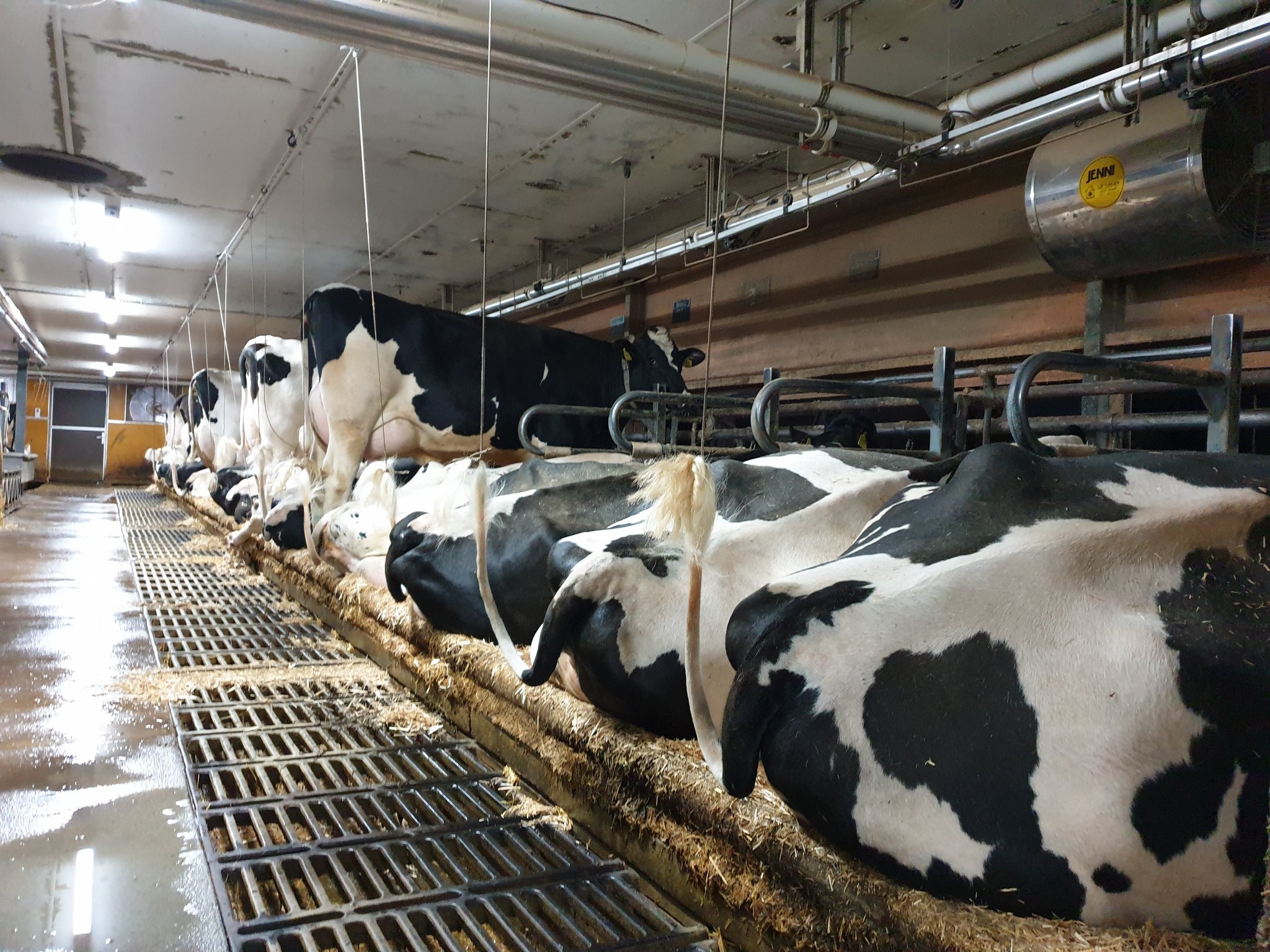 Holstein Switzerland erwartet Unterstützung vom Bund