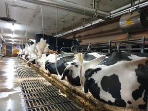 «65% der gewogenen Tiere wiesen weniger als 100000 Zellen auf», vermeldet Holstein Switzerland.