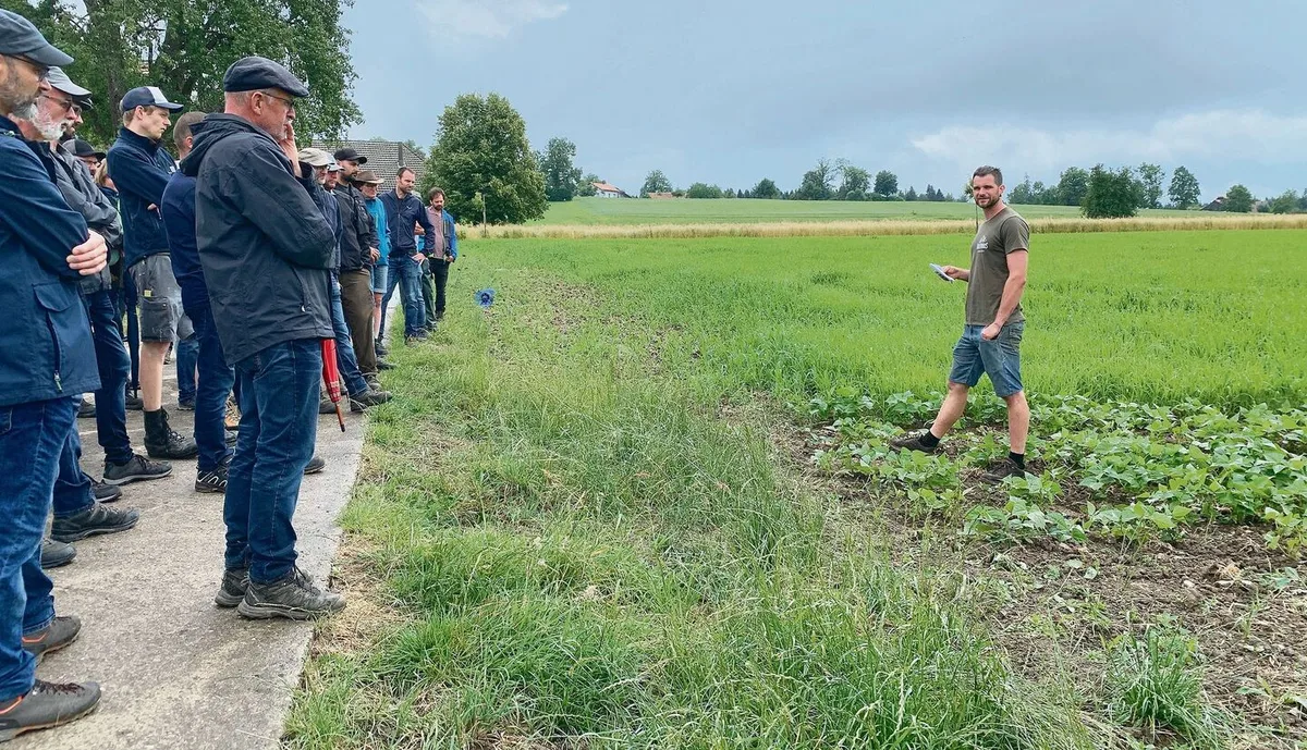 Besichtigung der Bohnen und Hirsen (oben) Ende Juni, wo auch Komposttee eingesetzt wird. Die Parzellen wurden gestriegelt, später sei auch ein Hackdurchgang nötig, erklärt Betriebsleiter Adrian Rubi (r.).