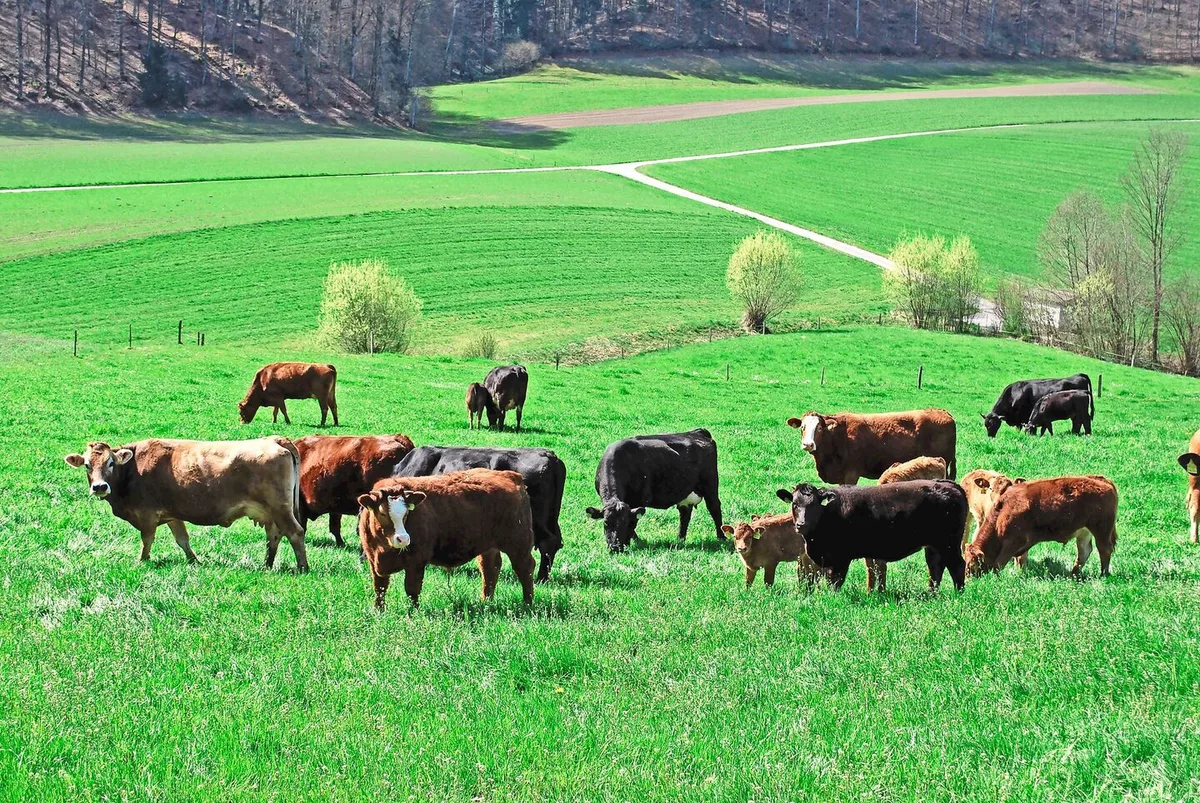 05b00a046f67182e889436d61c29cc4e8fe6af4b5c219ca49bd339ee1cd4efb3 Nächsten Sommer wird manche Herde aus Naturafarm-Weiderindern bestehen.