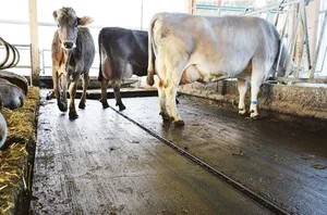 In Laufställen sollen bei festen Böden ein Quergefälle und eine Harnsammelrinnen (Mitte) die Ammoniakemissionen reduzieren. (Bild zVg)
