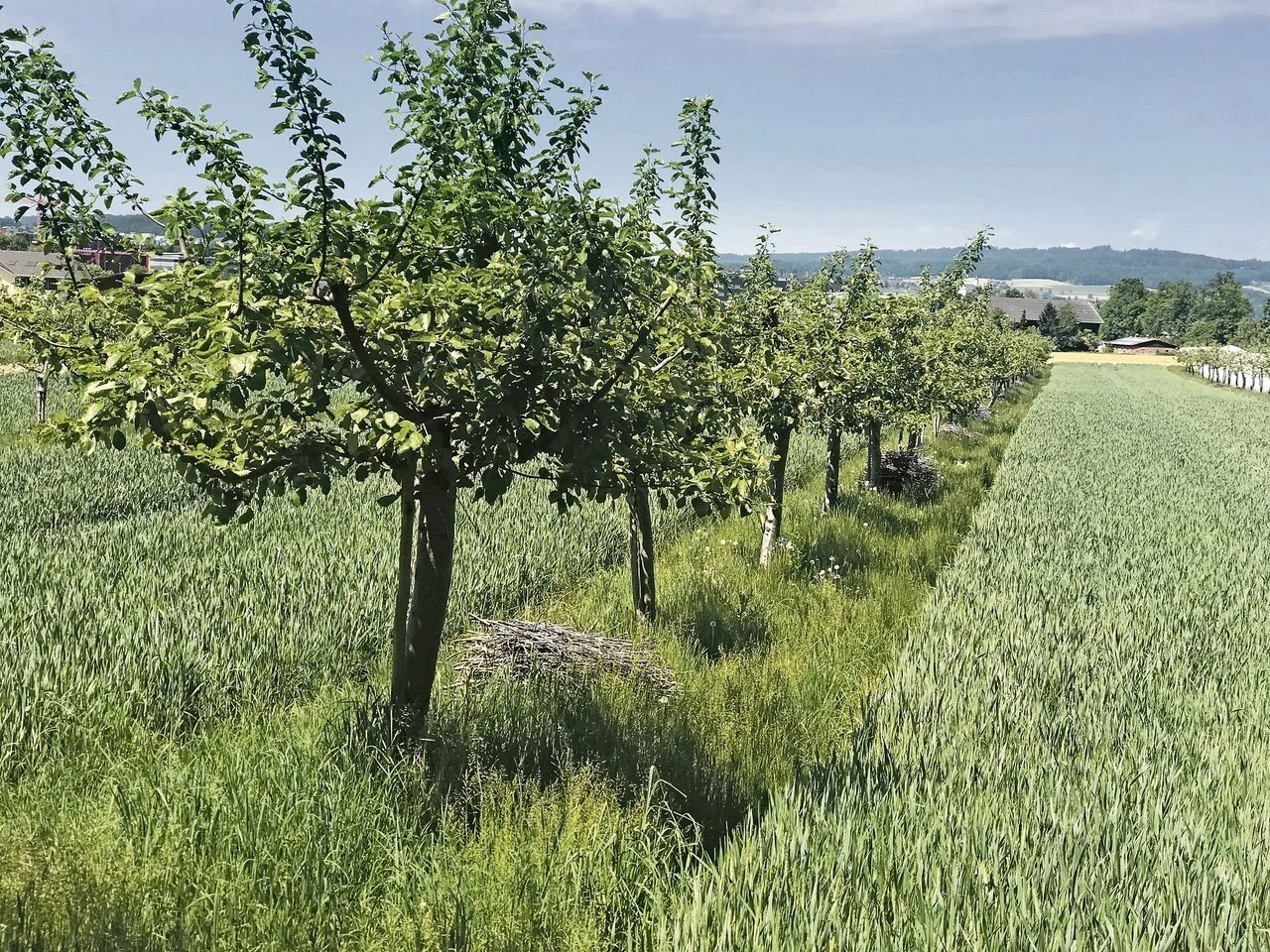Pilotbetriebe für Innerschweizer Klimaprojekt gesucht