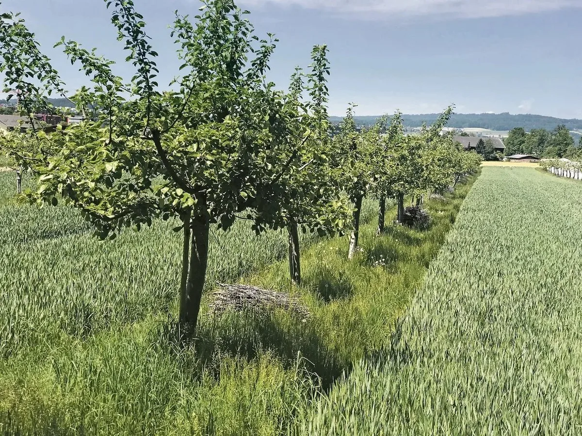 agroforst_c_felderBeat Pilotbetriebe für Innerschweizer Klimaprojekt gesucht