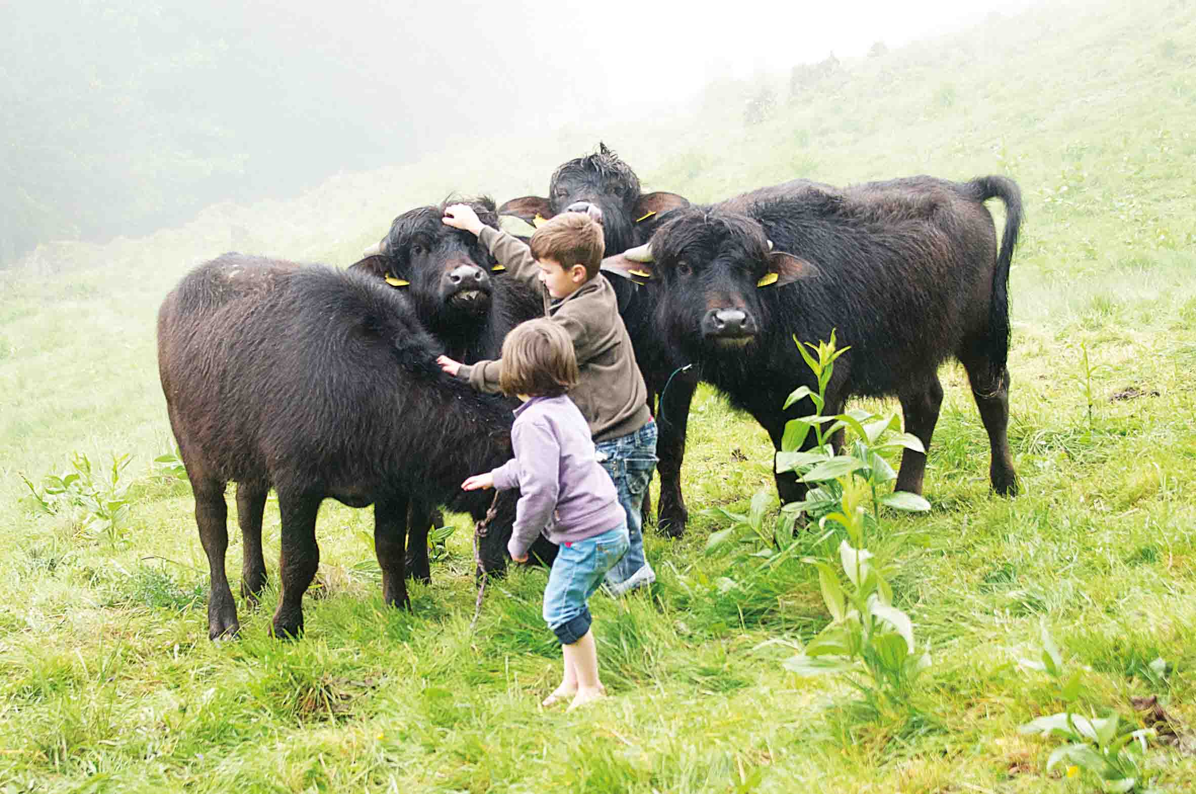 Die Wasserbüffel auf der Alp Malbun oberhalb von Buchs sind zutraulich und den Umgang mit Kindern gewohnt. (Bild Heidy Beyeler)