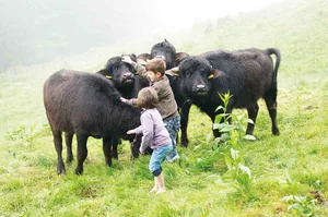 Die Wasserbüffel auf der Alp Malbun oberhalb von Buchs sind zutraulich und den Umgang mit Kindern gewohnt. (Bild Heidy Beyeler)