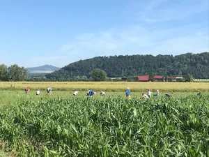 Bei Gnädingers auf dem Feld durften Privatpersonen Erbsen pflücken, die wegen des schlechten Wetters nicht geerntet werden konnten . So wurde Food Waste verhindert. (Bild Fam. Gnädinger)