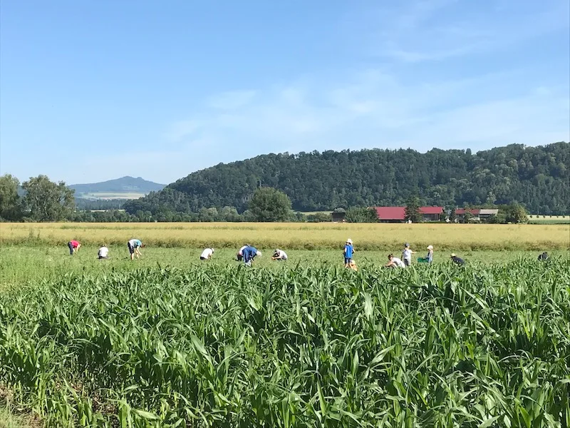 7a8dec1fb2210183f34550429c44039615800a7b Bei Gnädingers auf dem Feld durften Privatpersonen Erbsen pflücken, die wegen des schlechten Wetters nicht geerntet werden konnten . So wurde Food Waste verhindert. (Bild Fam. Gnädinger)