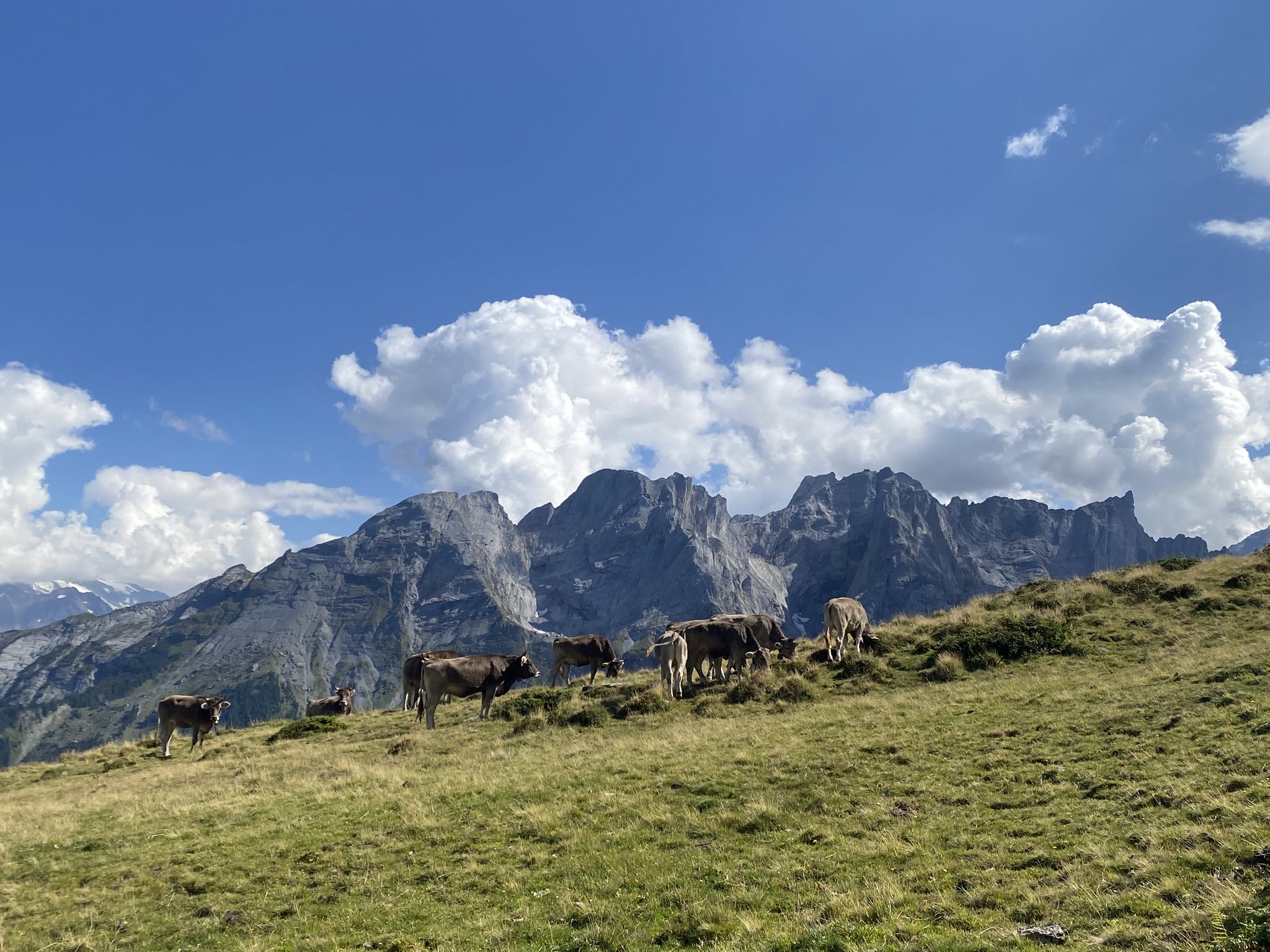 Ein guter Alpsommer geht zu Ende – Zeit, um zurückzublicken