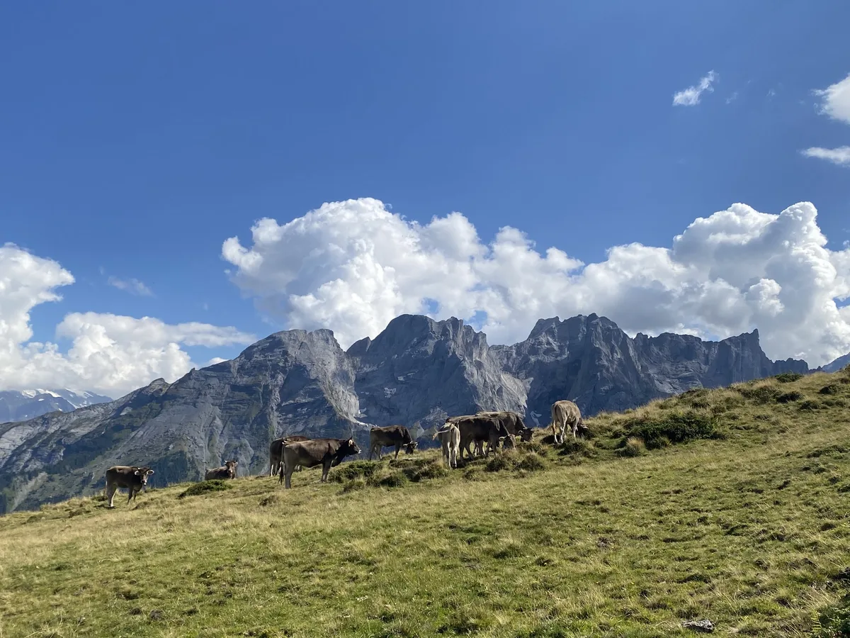 NS_A-39_Alp Ein guter Alpsommer geht zu Ende – Zeit, um zurückzublicken