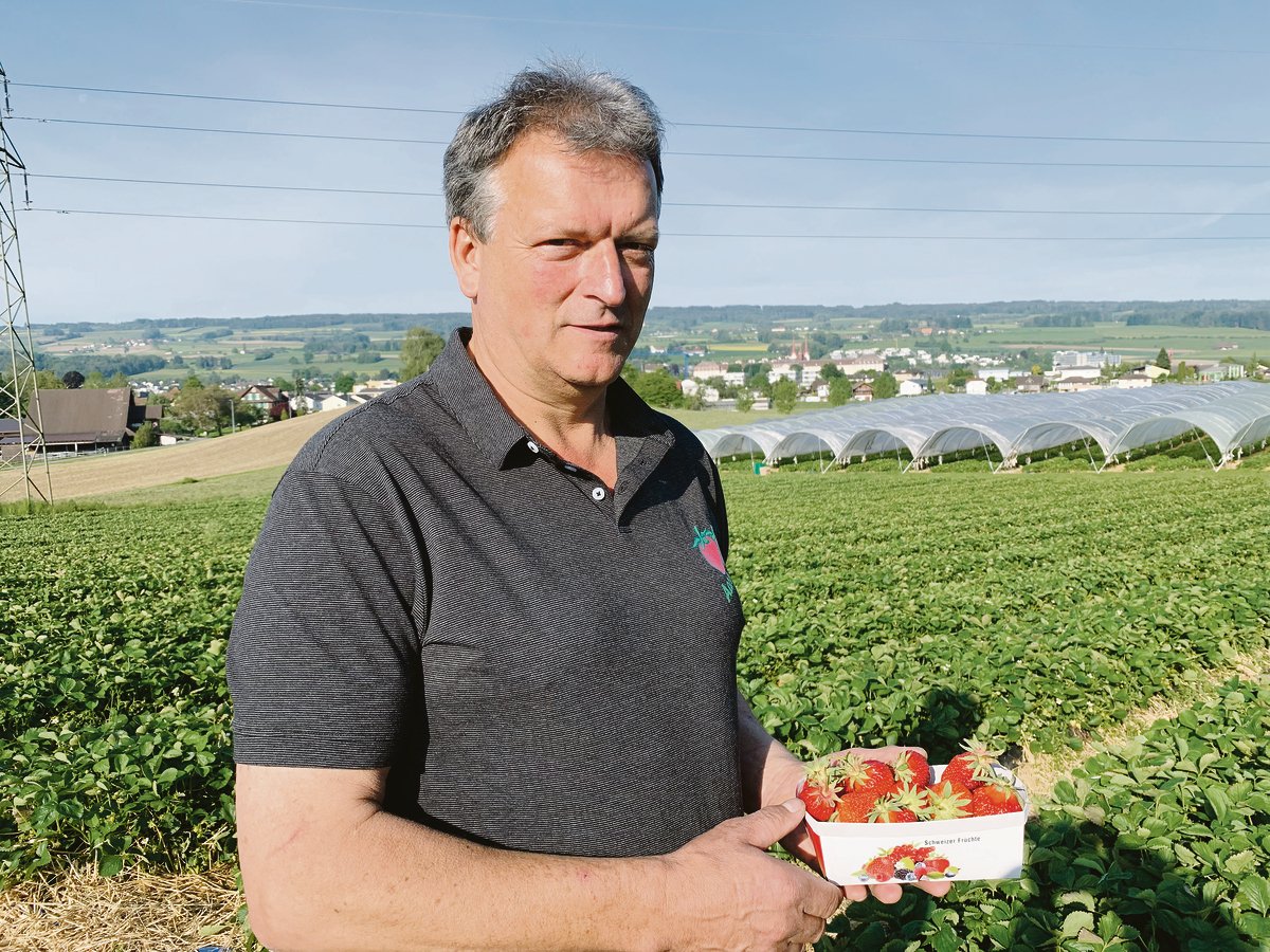 Willi Staubli hat Erdbeer-Freilandkulturen und solche in geschütztem Anbau unter Folien.