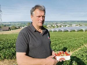 Willi Staubli hat Erdbeer-Freilandkulturen und solche in geschütztem Anbau unter Folien.