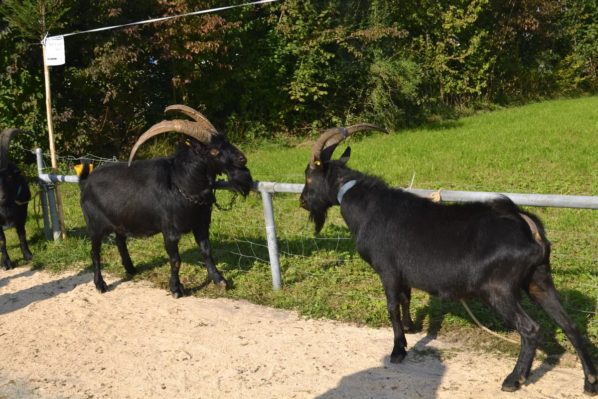 72c1e56af73f9b443412af9443ad49388bbaf0c8 Die Ziegenböcke der Rasse Nera Verzasca boten ein eindrückliches Bild. (Bilder Paul Küchler)