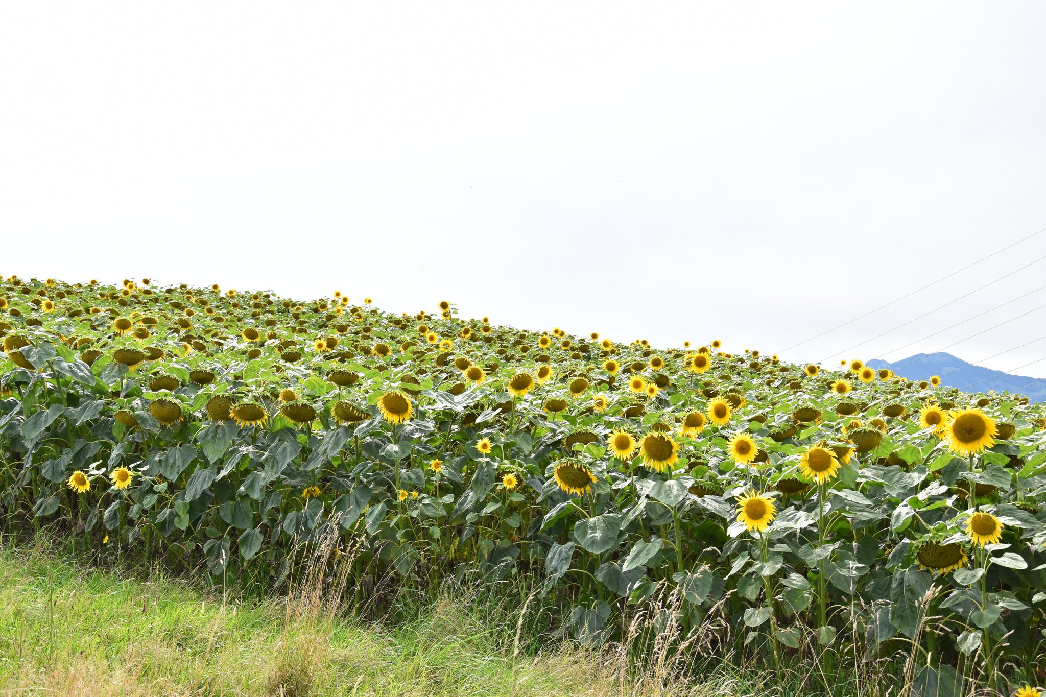 Ernte 2021: Sonnenblumen und Soja können noch aufholen