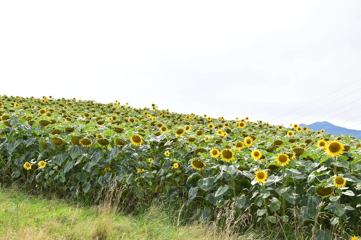 dsc_0144 Ernte 2021: Sonnenblumen und Soja können noch aufholen