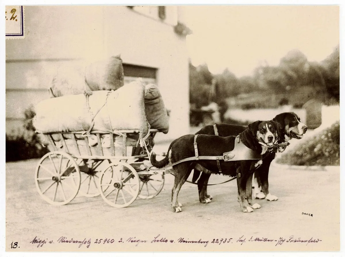 c942927976a135a83671e76fc1a5a9fa0f7680e64e22b456c88f32ce2327f93d Grosse Schweizer Sennenhunde im Kragengeschirr. Bei Wagen mit vier Rädern konnte die lenkende Person bei flachem Terrain aufsitzen und mitfahren.