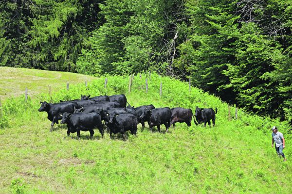 Ueli Schwenk holt eine homogene Gruppe von rund 18-monatigen Rindern von der Weide. Im November werden sie erstmals abkalben. Der Landwirt und Agronom setzt dabei auf australische Genetik mit tiefen Geburtsgewichten und hoher Vitalität. (Blider akr)