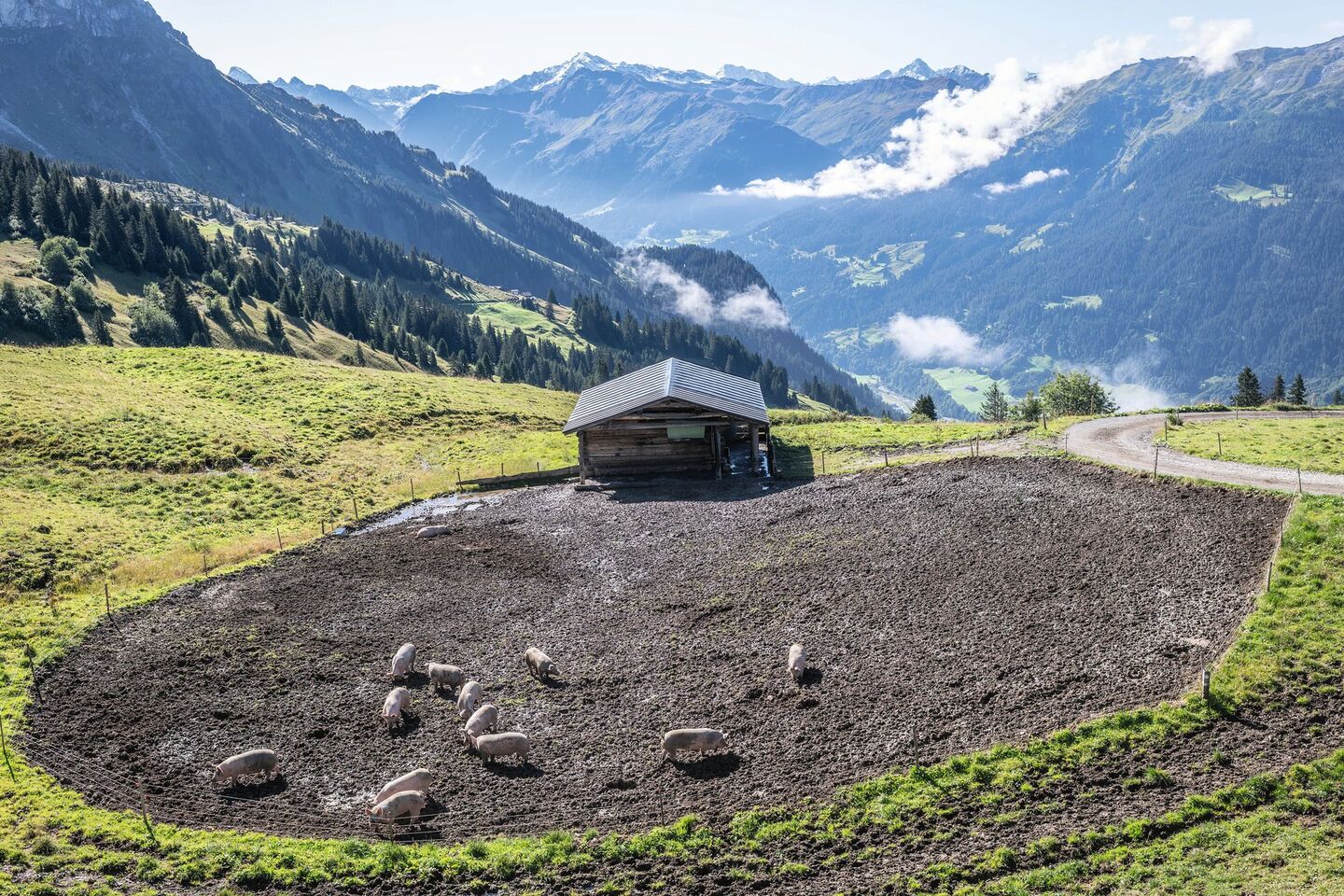 Luftaufnahme einiger Schweine, die sich auf der Alp draussen im Dreck suhlen. Im Hintergrund sind Bündner Berge zu erkennen.