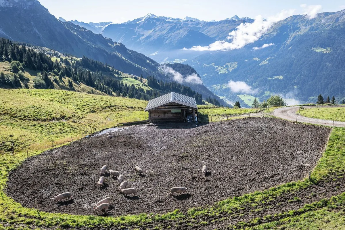 eef2d5dcde82825db01a63819ab370b1af2b753f2b51b4186e70160d7a83bc62 Luftaufnahme einiger Schweine, die sich auf der Alp draussen im Dreck suhlen. Im Hintergrund sind Bündner Berge zu erkennen.