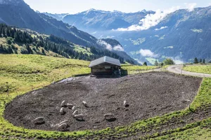 Von viel Platz und frischer Bergluft profitieren die Alpschweine hier auf der Alp Mäder im Kanton Graubünden.
