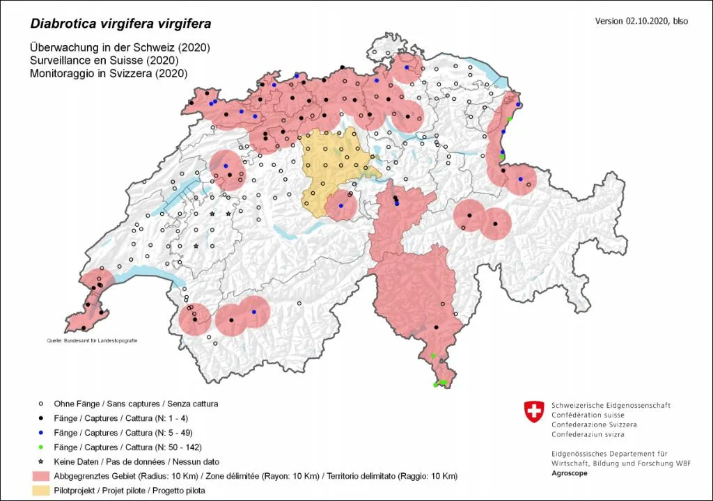 5224f92f4fafab0fafb221d0dc179debb83f6568 Karte mit Fallenstandorten. Bei Maiswurzelbohrer-Fängen muss im Umkreis von 10 Kilometern die Fruchtfol-ge-Einschränkung eingehalten werden (rot markierte Gebiete). (Karte Agroscope)