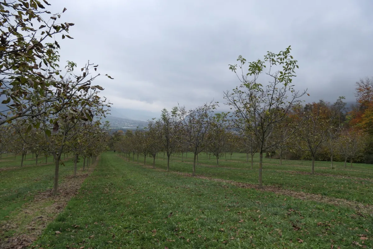 OS_48_A_SwissNuss_Plantage Regionale Baumnüsse schaffen einen Mehrwert