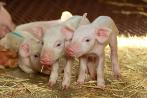Suisag beschreibt sich selbst als innovatives Unternehmen für fortschrittliche Schweineproduzenten. Die von ihr vertriebene Genetik findet im Ausland Anklang.