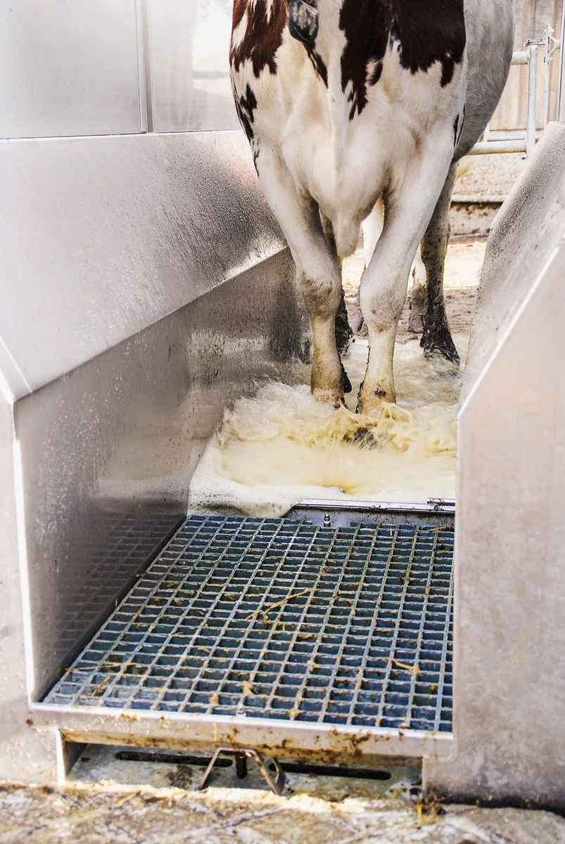 Ein Klauenbad sollte mindestens drei Meter lang sein. Das Waschwasser sollte sauber sein. Bild: Michael Götz