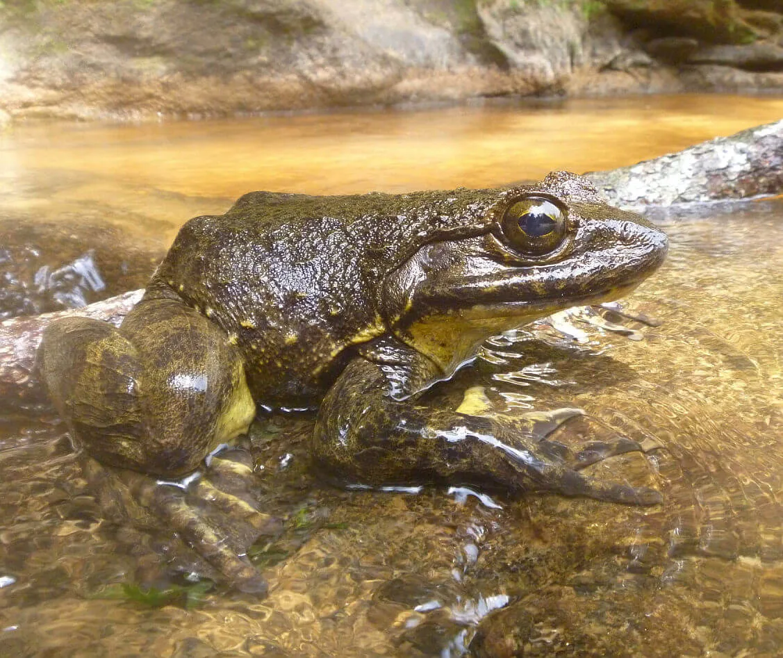 1ba67128a48af65544859f9709df2cb1a850e4b7 Der Goliath-Frosch erreicht beeindruckende 3.3 kg Körpermasse, wie Frogs and Friends schreibt. (Bild Frogs and Friends)