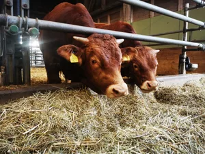 Für das Programm Sommerochsen können überzählige Tränker gemästet und im Sommer geschlachtet werden, wenn das Rindfleisch fehlt.