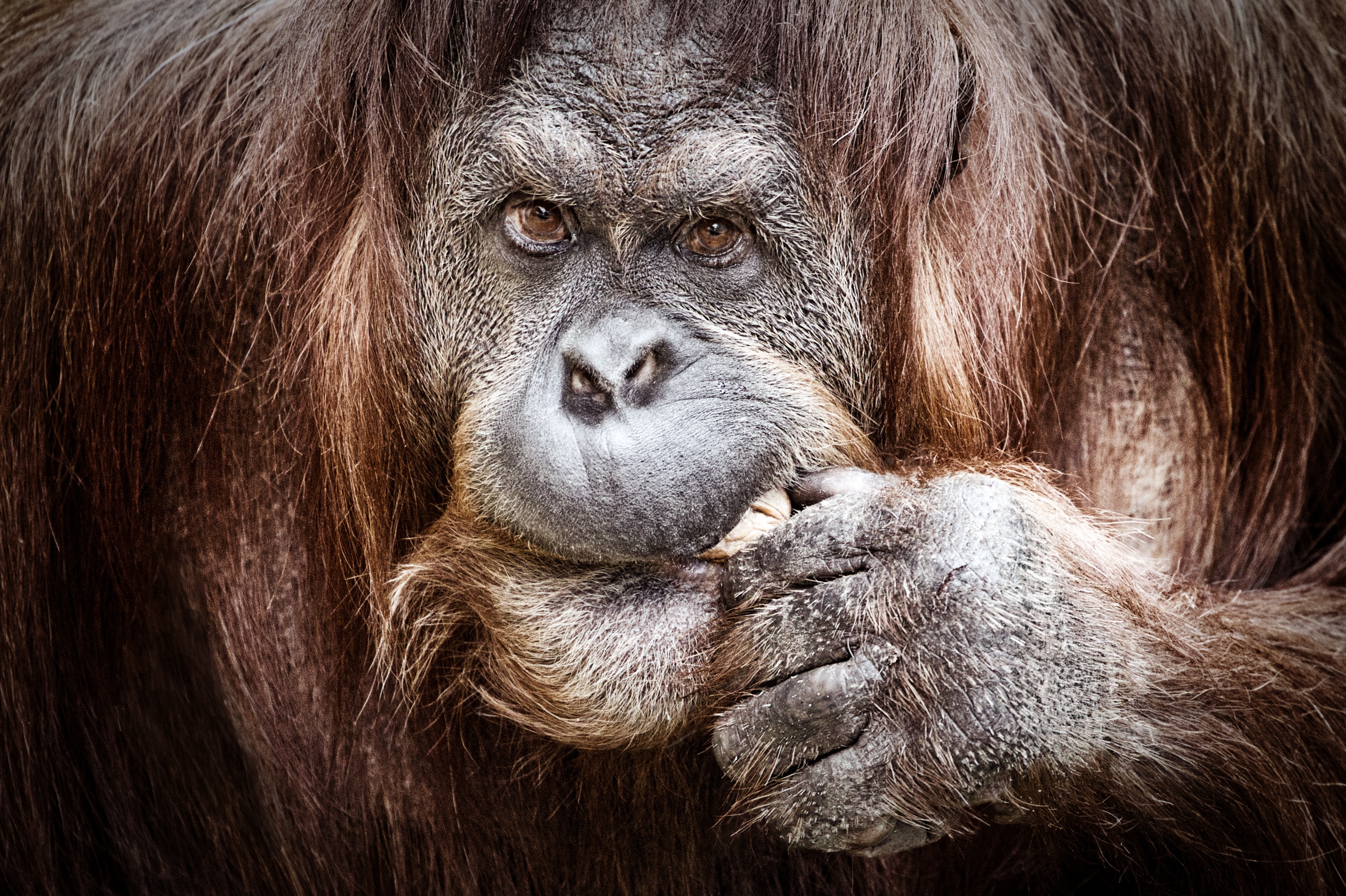 Der Orang-Utan ist zum Symbol der Palmöl-Problematik geworden, da der Anbau den Regenwald als wertvollen Lebensraum bedroht.