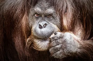 Der Orang-Utan ist zum Symbol der Palmöl-Problematik geworden, da der Anbau den Regenwald als wertvollen Lebensraum bedroht.