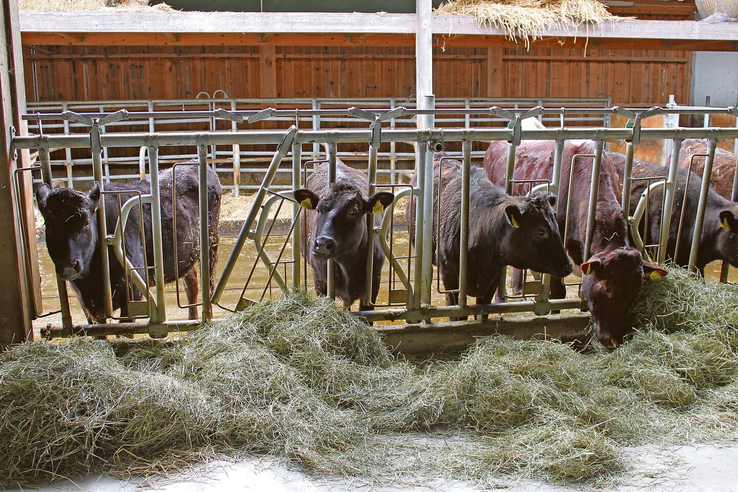 Wagyu-Rindfleisch: Nischenprodukt statt Massenware