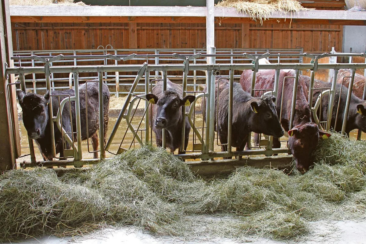 4657e09c8dbe696b786ea57492d6ff194014745c9b68735cf69b955812fb6355 Wagyu-Rindfleisch: Nischenprodukt statt Massenware