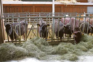 Schon bald könnten auf dem Hof von Emmanuel Kilchenmann in der Nähe von Freiburg Wagyu-Rinder gemästet und ihr Fleisch an gehobenere Restaurants, Brasserien und Hotels vermarktet werden.