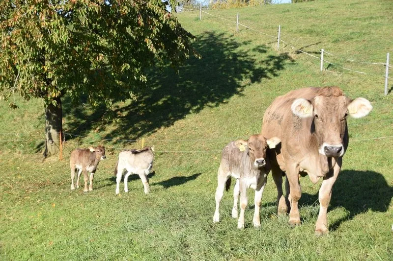 braunvieh_akr «InsemCow»: Eine App zur Erfassung von Besamungen