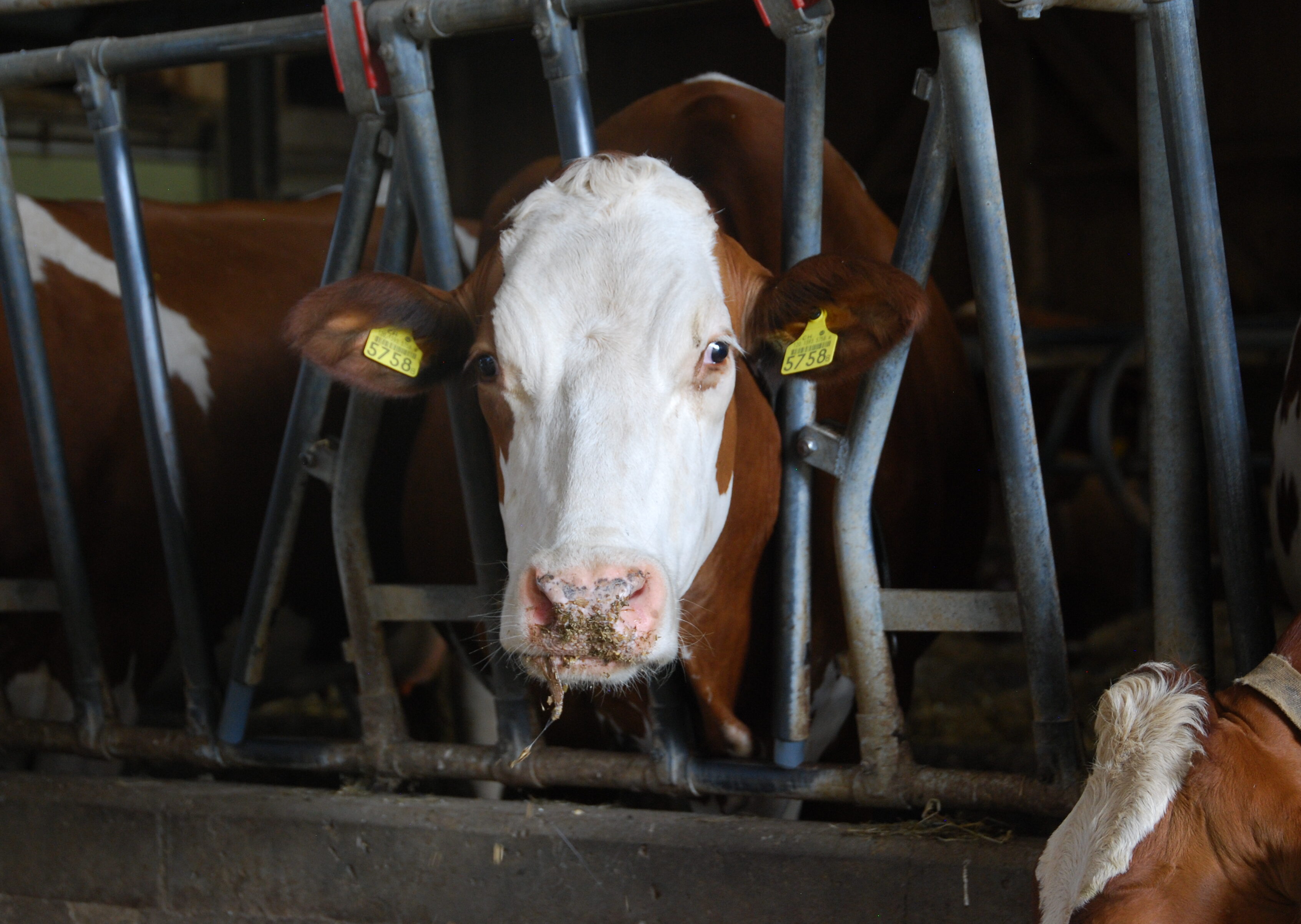 Simmentaler Kuh Bis auf eine kleine Verletzung blieben alle Kühe gesund.