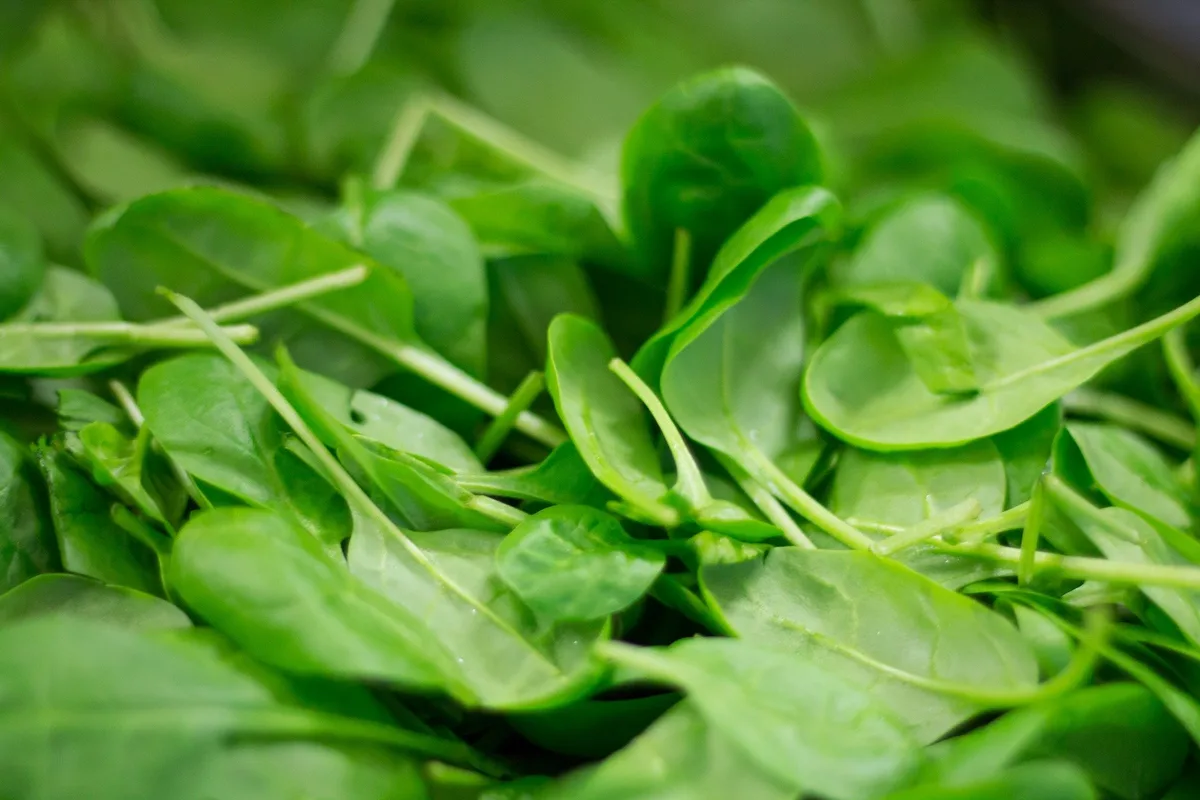 e3dd65abbb3b644379377d4946f5dba2ec5a534b Junger Spinat ist eines der Produkte, das Nordic Harvest anpflanzen will. (Symbolbild Pixabay)