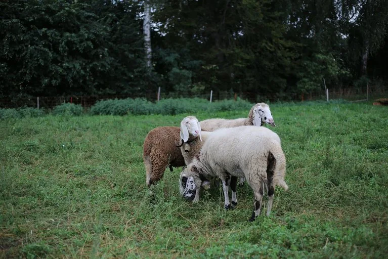 0390b8e45a003cec9dec5e7b315da77f5ed6e126 Eine Professionalisierung von Schweizer Schafbetrieben würde dank Produktion vor Ort mit lokalen Ressourcen der Schweizer Landwirtschaft mehr Wertschöpfung bringen. (Bild lid)