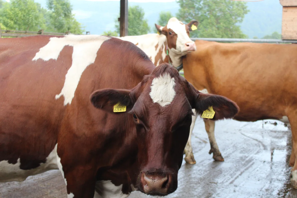 DG-2026-10-TH3-Milchkühe.JPG In der Schweiz erkrankten diesen Sommer viele Milchkühe. Ende Juli 2026 wurde bestätigt, dass es sich dabei um ein neues Orthobunya-Virus handelt.