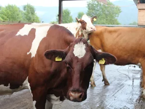 In der Schweiz erkrankten diesen Sommer viele Milchkühe. Ende Juli 2026 wurde bestätigt, dass es sich dabei um ein neues Orthobunya-Virus handelt.