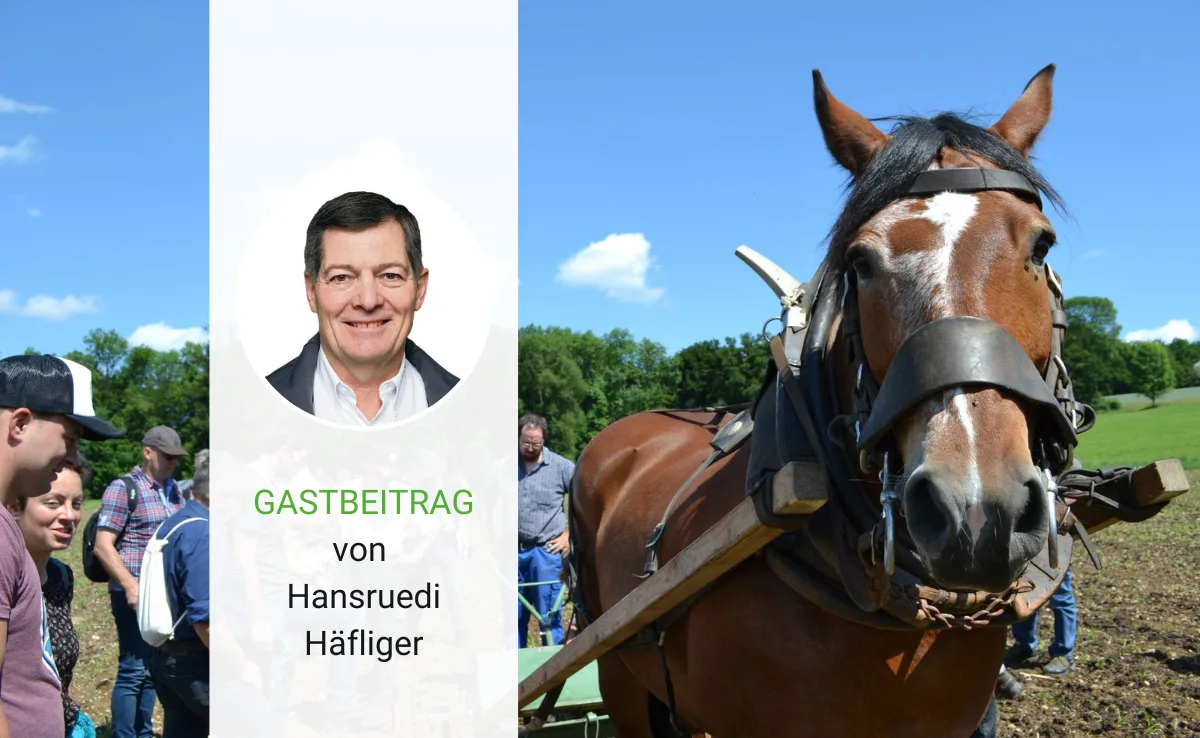 Artikel_Gastbeitrag_BauZ_haefligerPfaerd Die Amtsschimmel wiehern immer lauter