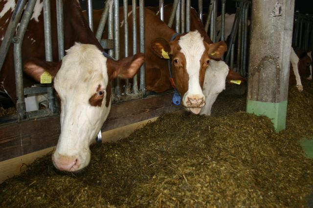 Botulismus entsteht durch Tierkadaver in der Silage. (Bild BauZ)
