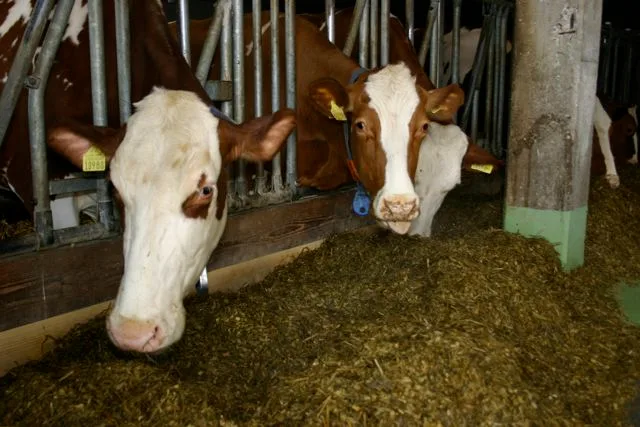 fbbc9eaf3522a3f38ab6bd8f2e836f3a55dbd1eb Botulismus entsteht durch Tierkadaver in der Silage. (Bild BauZ)