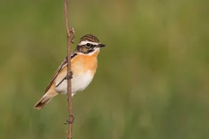 Als typischer Wiesenvogel bewohnt das Braunkehlchen blumenreiche, vielfältige und extensiv genutzte Wiesen. Es baut sein Nest am Boden, weshalb es sehr unter häufigem Mähen leidet. (Bild zVg/Ralph Martin)