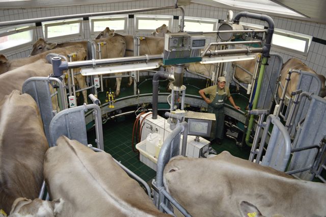 Dienstleistungen rund um Milchkontrolle, Labor, Herdebuch und genomische Selektion werden für die Braunviehzüchter günstiger. (Bild Braunvieh Schweiz)