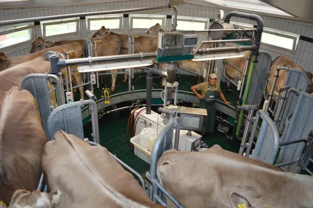 5910610654a9150290edf15047f43333f8926639 Dienstleistungen rund um Milchkontrolle, Labor, Herdebuch und genomische Selektion werden für die Braunviehzüchter günstiger. (Bild Braunvieh Schweiz)