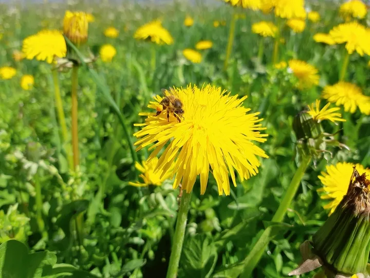 d2a574bd94c2b9dcb1888d1be7dd1c6e19548425ffdc8c56544dfba56b00309f Honigbiene auf einer Löwenzahnblüte.