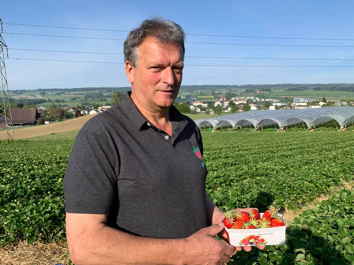 b31a0da914d4870d5a3b8e49281b6b7360a2c66e Der Präsident der Vereinigung Aargauischer Beerenpflanzer, Willi Staubli, gibt den Startschuss für die regionale Erdbeerensaison. (Bild js)