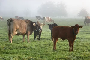 Eine Beweidung im Herbst ermöglicht, das letzte Futter zu nutzen, bevor der Winter kommt. Unter geeigneten Witterungsbedingungen fördert es zudem das Tierwohl.