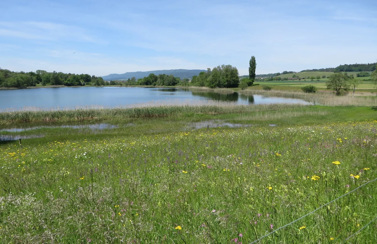 dcd2c1dde3bc9157c5f441406e58a41b192c7e56 Das Bild zeigt eine Moorlandschaft am Chatzensee vor den Toren der Stadt Zürich. (Bild Andreas Baumann)ercn